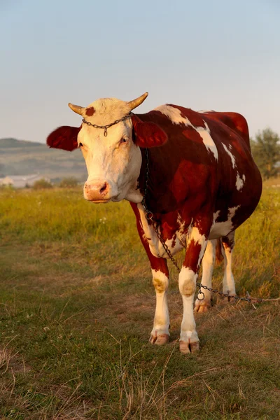 Kráva a pole čerstvé trávy — Stock fotografie
