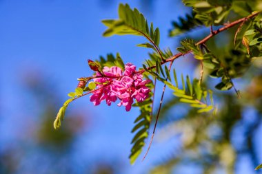 Sonbaharda parkta farklı bitkiler bulunan sonbahar manzarası, seçici bir odak noktası. resim bulanık.