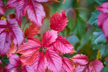 Sonbaharda parkta farklı bitkiler bulunan sonbahar manzarası, seçici bir odak noktası. resim bulanık.