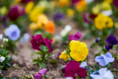Sonbaharda parkta farklı bitkiler bulunan sonbahar manzarası, seçici bir odak noktası. resim bulanık.