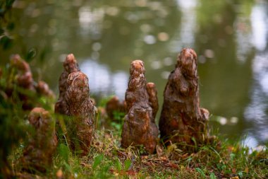 Sonbaharda parkta farklı bitkiler bulunan sonbahar manzarası, seçici bir odak noktası. resim bulanık.