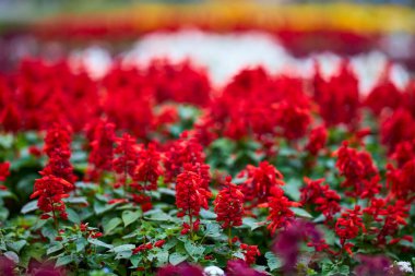 Sonbaharda parkta farklı bitkiler bulunan sonbahar manzarası, seçici bir odak noktası. resim bulanık.