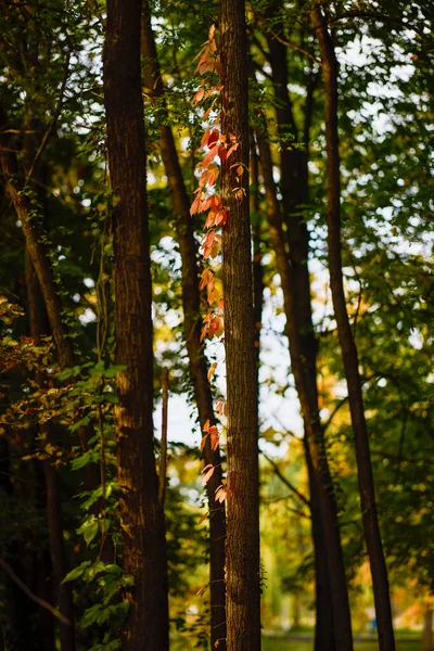 Осенний Пейзаж Различными Растениями Парке Осенью Избирательный Фокус Изображения Размытом — стоковое фото