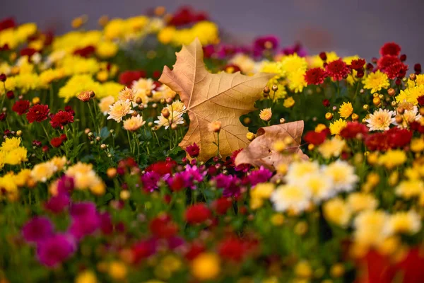 秋には公園内のさまざまな植物と秋の風景 選択的な焦点 ぼかしで — ストック写真