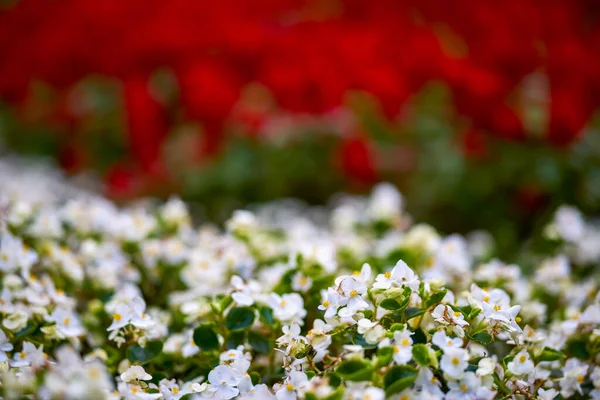 Autumn Landscape Different Plants Park Autumn Selective Focus Images Blur — Stock Photo, Image