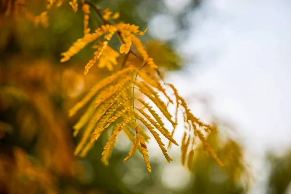 Autumn Landscape Different Plants Park Autumn Selective Focus Images Blur — Stock Photo, Image