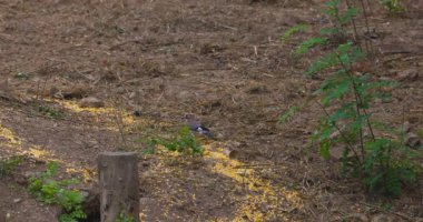 Jay (Garrulus glandarius) gelip geçen kuş. Ağaçların meşe palamudunu yerken kuş.