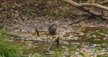 Yırtıcı Kuş (Accipiter nisus) göletten su içer..