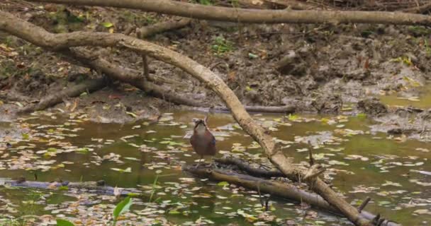 Jay Garrulus Glandarius 坐在树枝上 喝池塘里的水 — 图库视频影像