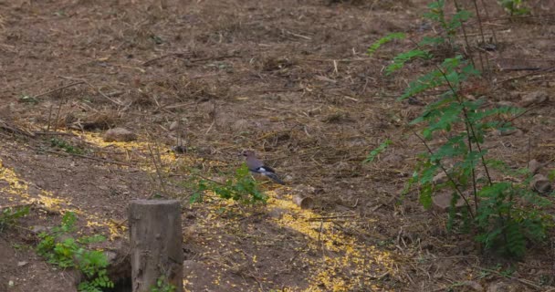 Passereau Geai Garrulus Glandarius Oiseau Mangeant Les Glands Sous Bois — Video