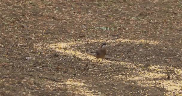 Сойка Garrulus Glandarius Воробьиная Птица Птица Время Поедания Желудей Подлеска — стоковое видео