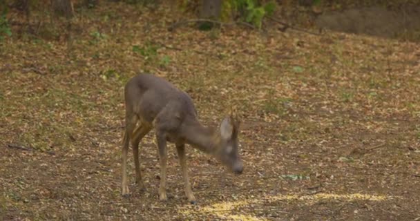 若い鹿が森のトウモロコシを食べ — ストック動画