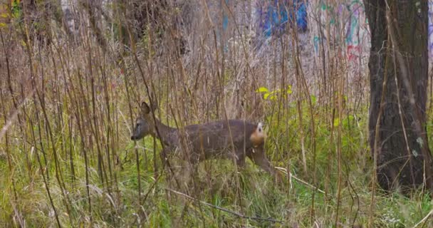 Caprioli Nella Foresta All Inizio Dell Autunno — Video Stock