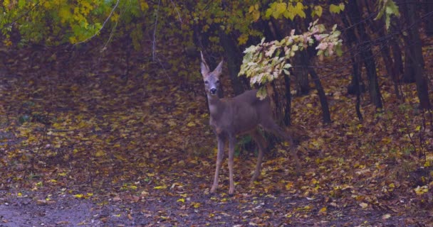 Rehe Wald Bei Regenwetter Einem Herbsttag — Stockvideo