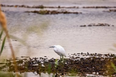 (Yağmurlu bir günde gölün üzerinde oturan Ardeidae
