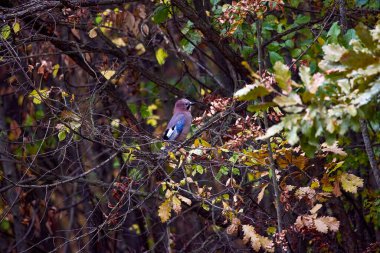 Bir dalda Avrasyalı bir alakarga. Garrulus glandarius