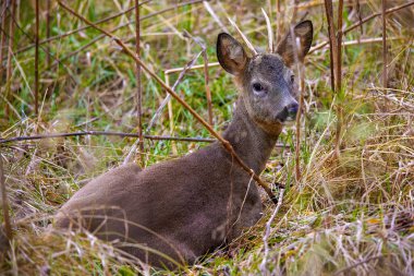 Güz boyunca bir ormanın kenarında geyik