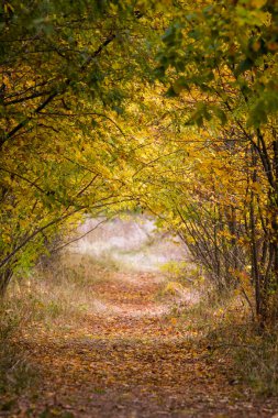 Sonbaharda ağaç dallarından yapılan doğal tünel