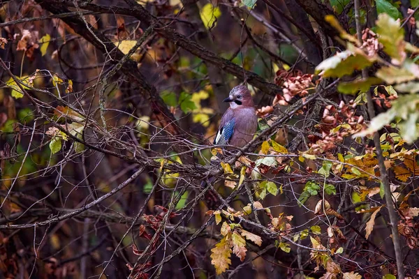 树枝上的欧亚水鸟Glandarius石榴 — 图库照片