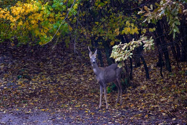 Jelen Okraji Lesa Během Podzimu — Stock fotografie