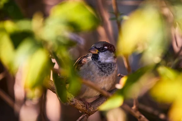 Sparrow Hiding Branches — Stock Photo, Image