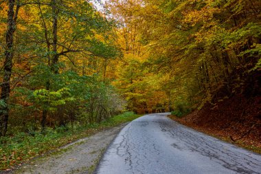 Gündüzleri sonbaharda bir yol manzarası