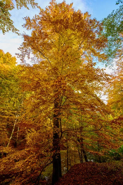 Krásná Podzimní Scenérie Slunném Říjnovém Dni — Stock fotografie