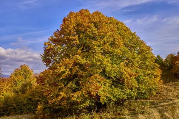 Krásná Podzimní Scenérie Slunném Říjnovém Dni — Stock fotografie