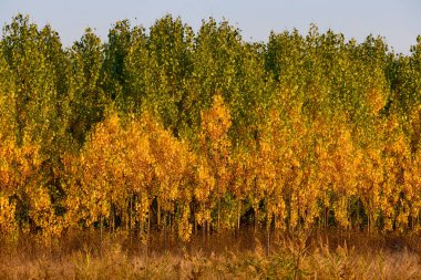Sonbaharda kavak tarlası olan manzara