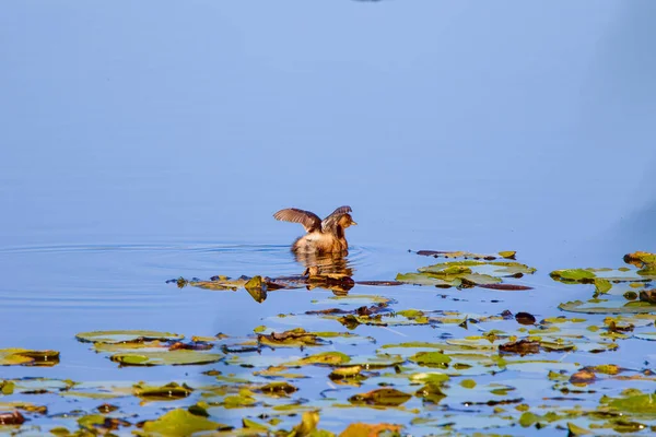 Различные Птицы Озере Солнечный Осенний День — стоковое фото