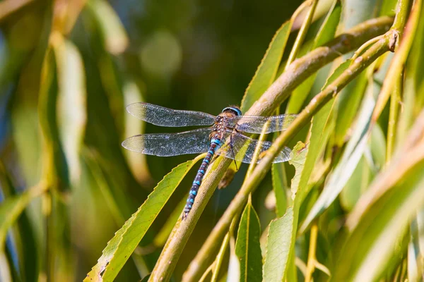 Dragonfly Branch Selective Focus — Stock Photo, Image