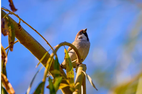 Pilfinken Passer Montanus Uppflugen Kvist — Stockfoto