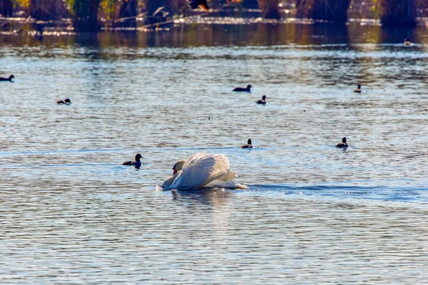 Divers Oiseaux Sur Lac Sur Une Journée Ensoleillée Automne — Photo