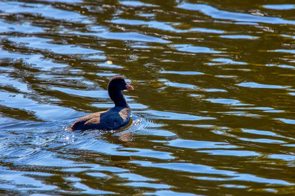 Verschillende Vogels Een Meer Een Zonnige Herfstdag — Stockfoto