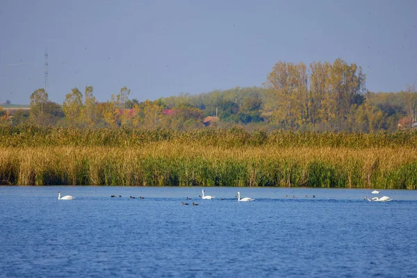 秋の晴れた日に湖に鳥がたくさんいます — ストック写真