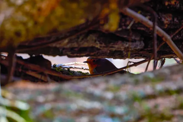나뭇가지 사이에 숨겨진 유럽의 에리다 — 스톡 사진