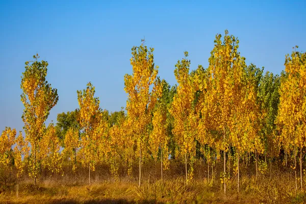 Landscape Poplar Plantation Autumn — Stock Photo, Image