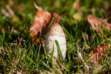 Bir parkın çimlerinde yetişen mantar.