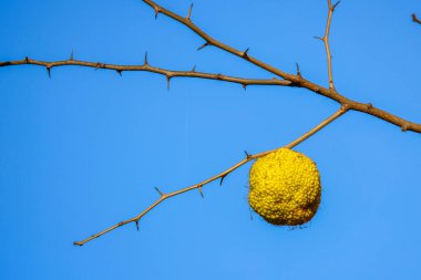bir ağaç dalı (Latin Maclura) üzerindeki Maclura ağacının yuvarlak yeşil meyvesi, Mulberry ailesi (Moraceae))