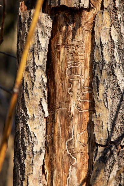 树皮下带有害虫痕迹的纹理 — 图库照片