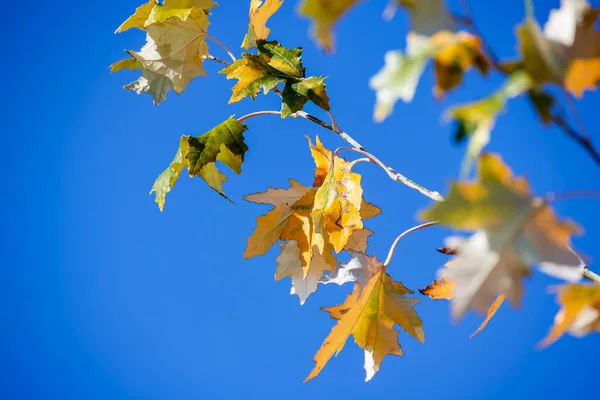 Autumn Landscape Tree Leaves Blurred Background — Stock Photo, Image