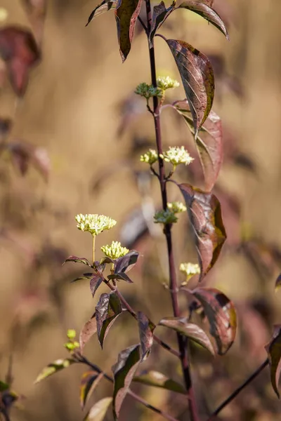 Paisaje Otoñal Con Hojas Árboles Fondo Borroso — Foto de Stock