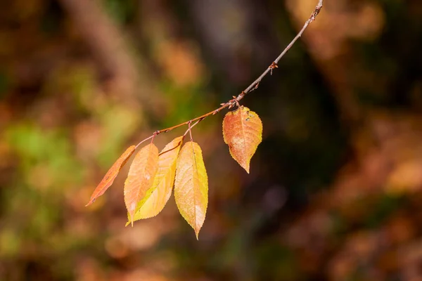 Ağaç Yaprakları Bulanık Arkaplanlı Sonbahar Manzarası — Stok fotoğraf