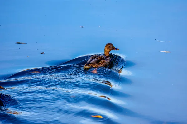 Vrouwelijke Wilde Eend Een Rivier Vallen — Stockfoto