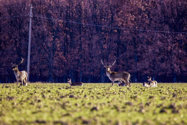 Deer Family Dollars Agricultural Field — Stock Photo, Image