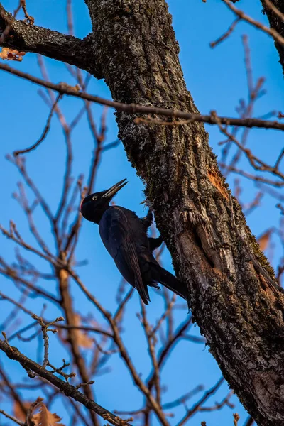 Grande Pica Pau Preto Dryocopus Martius Posa Bem Uma Árvore — Fotografia de Stock