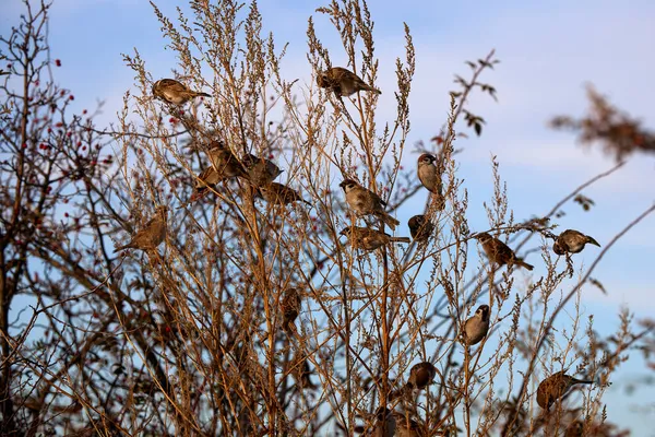 Group Finches Branches Shoot — Stock Photo, Image