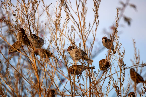 嫩枝上的成群结队的雀 — 图库照片