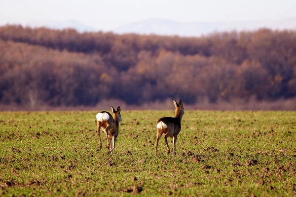 Deer Family Dollars Agricultural Field — Stock Photo, Image