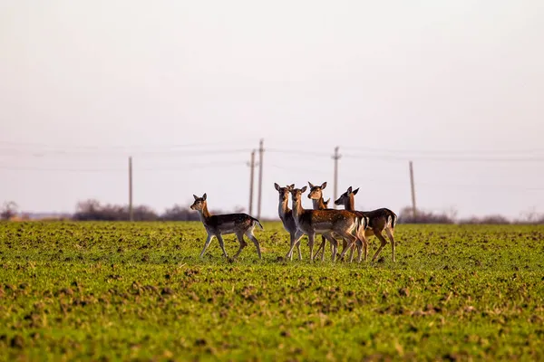 Deer Family Dollars Agricultural Field — Stock Photo, Image